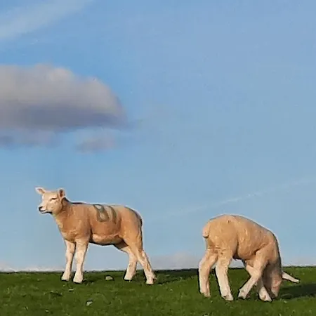 Haus Deichperle Pellworm